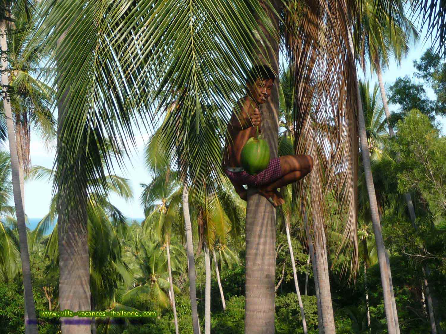 Photo 52 English pool villa rentals along the coconut plantation with collectors coconut